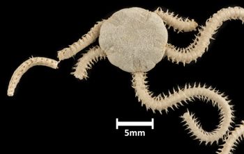 Media type: image;   Invertebrate Zoology OPH-1480 Description: Top down view of single ophiuroid specimen with a scale bar.;  Aspect: dorsal